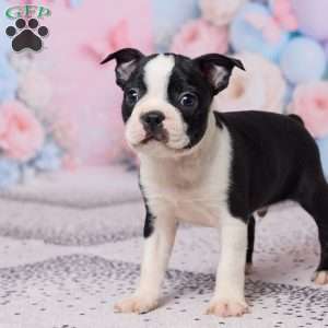 Jake, Boston Terrier Puppy